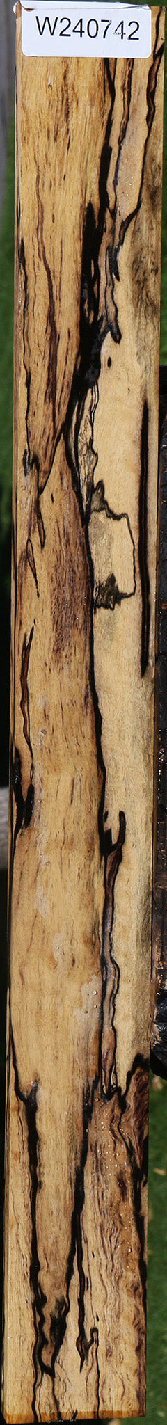 Exhibition Black & White Ebony Fingerboard