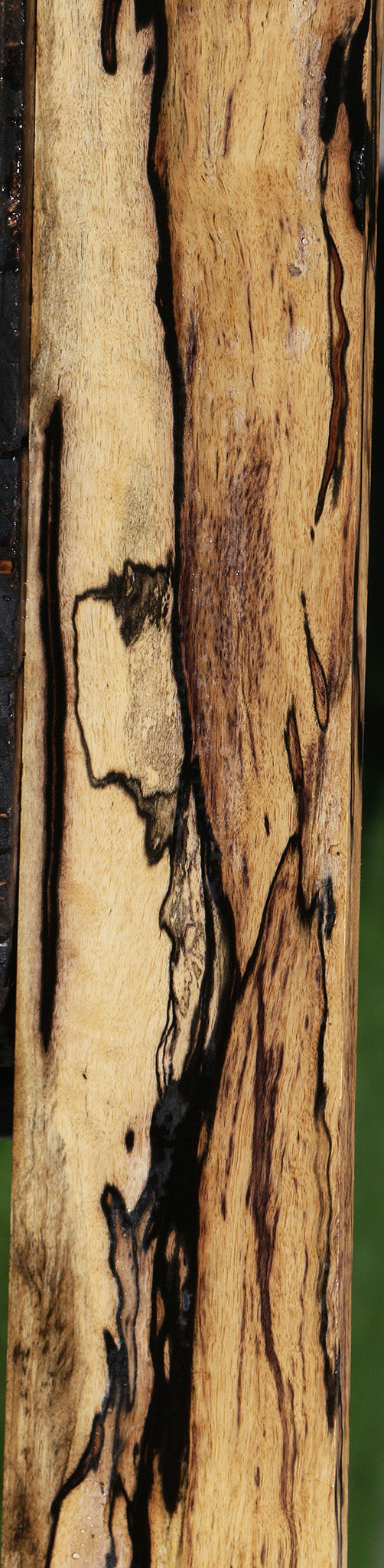 Exhibition Black & White Ebony Fingerboard