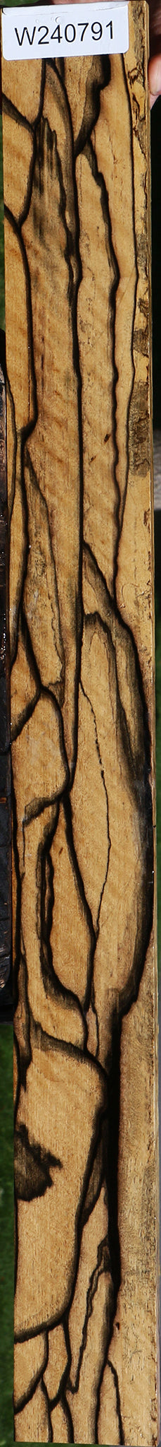 Exhibition Black & White Ebony Fingerboard