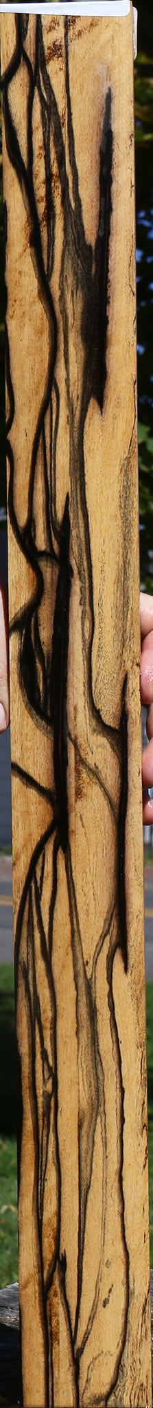 Black & White Ebony Fingerboard