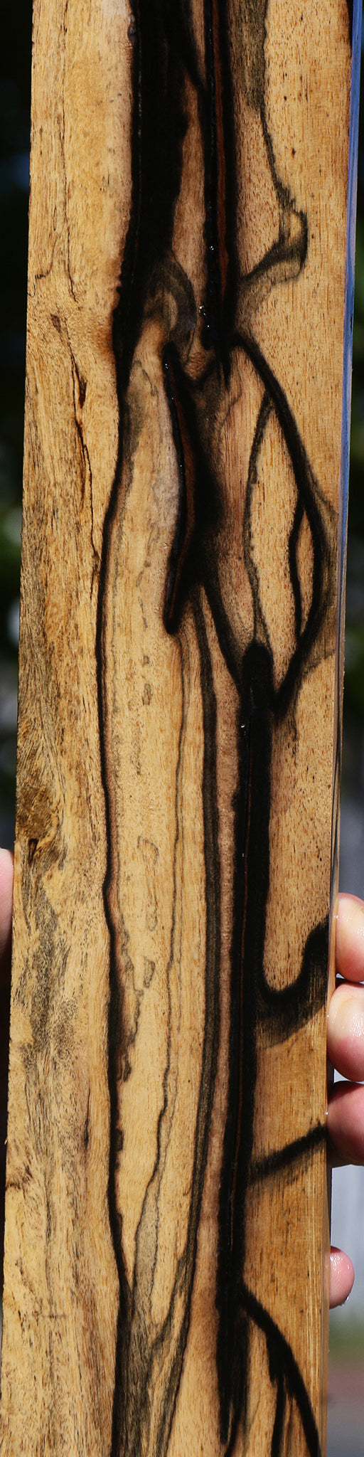 Black & White Ebony Fingerboard