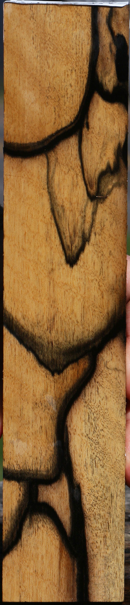 Fiddleback Black & White Ebony Lumber