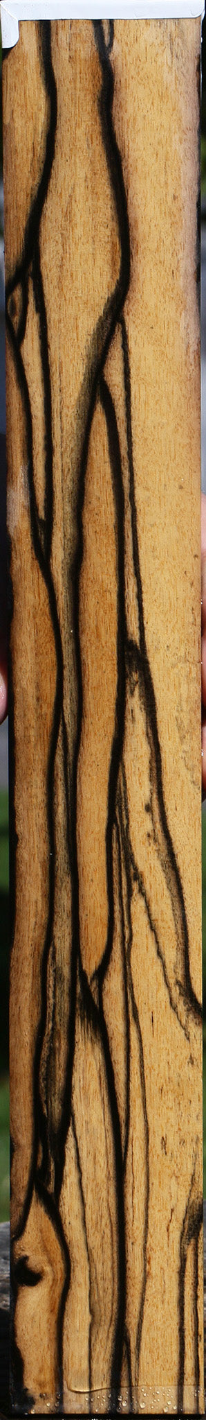 Fiddleback Black & White Ebony Micro Lumber