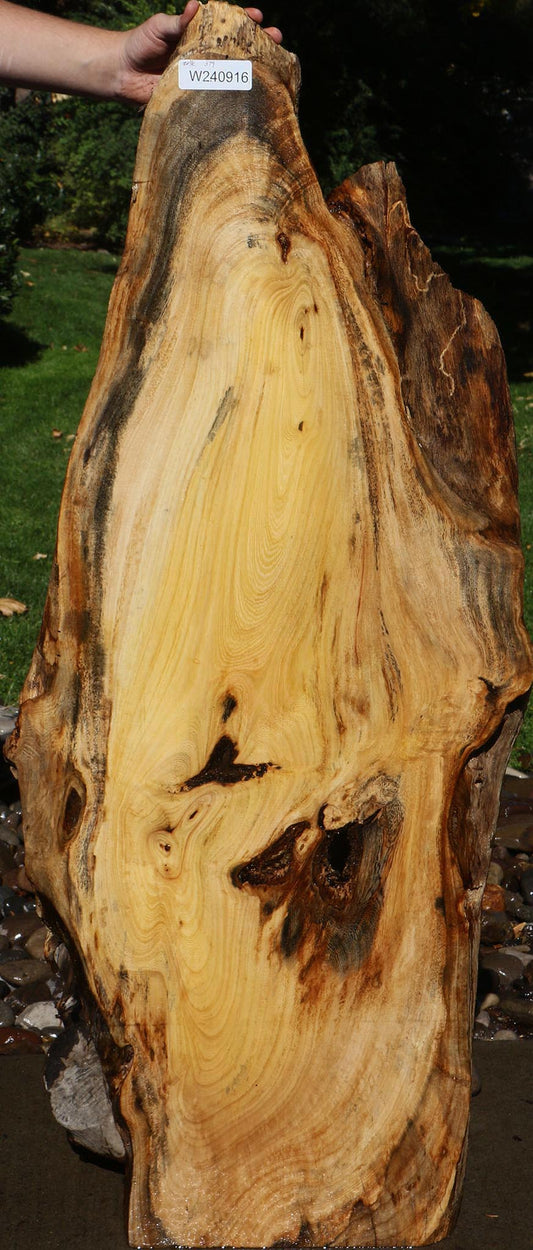 Zelkova Live Edge Mini Slab