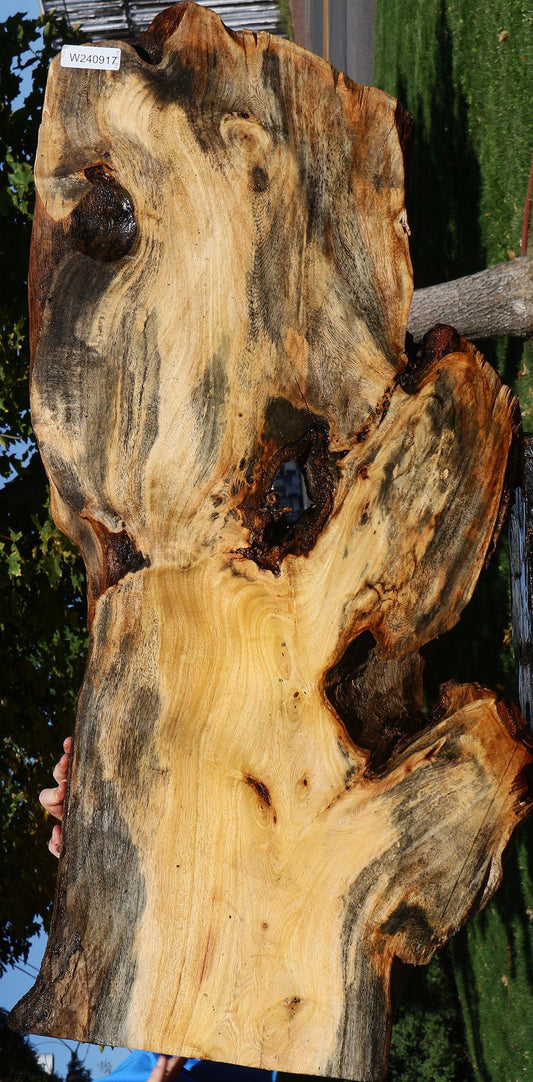 Zelkova Live Edge Mini Slab