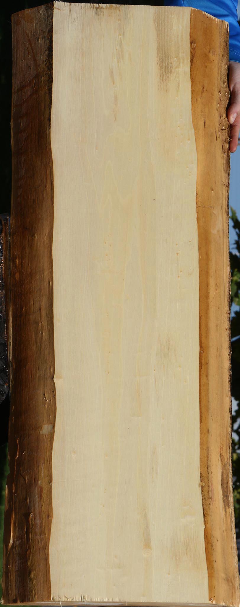 Black Cottonwood Live Edge Mini Slab