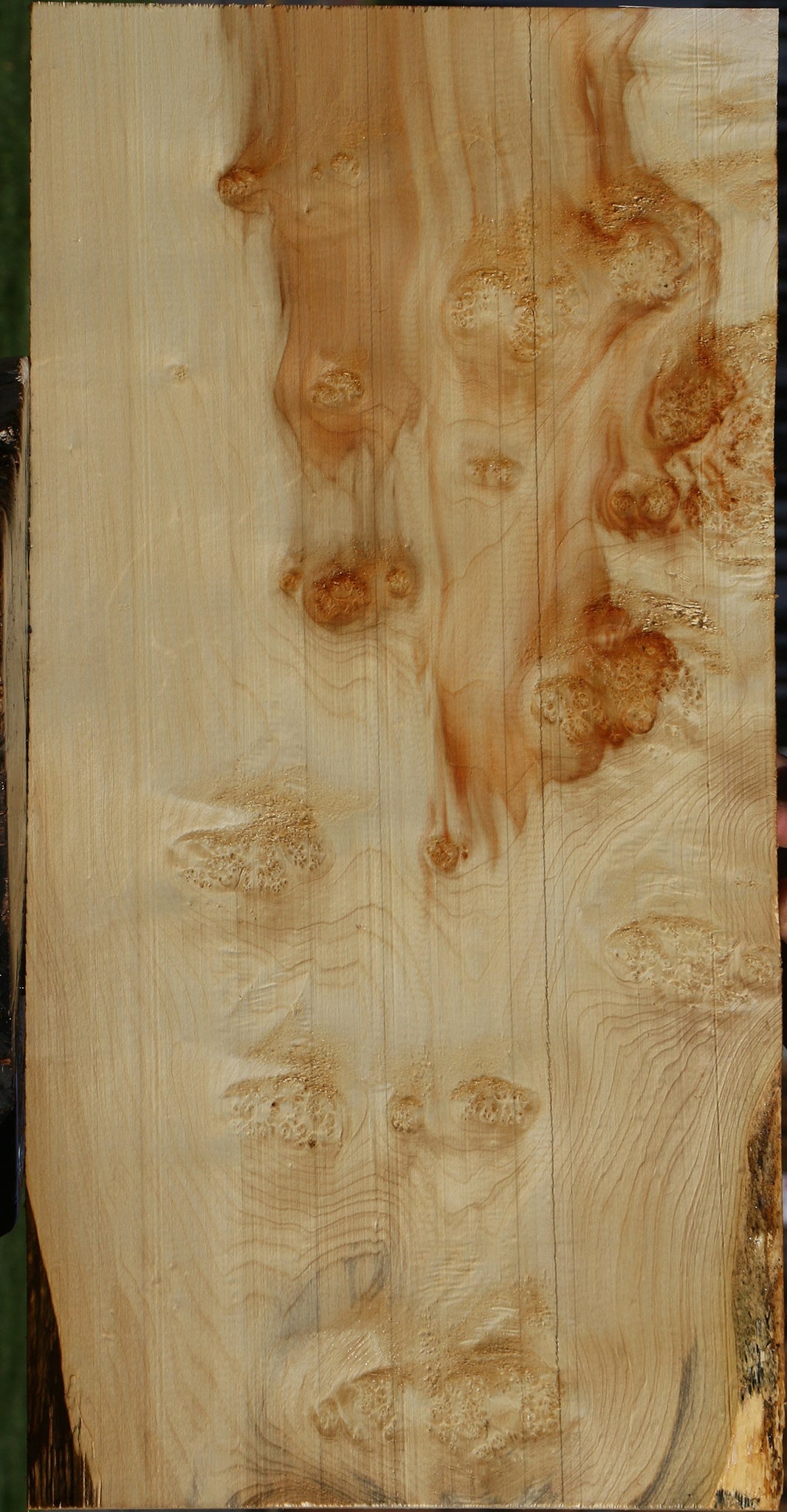 Extra Fancy Box Elder Burl Lumber