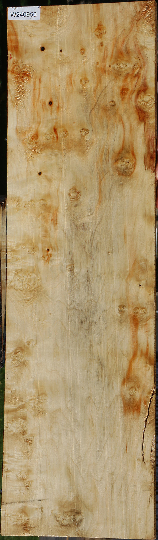 Extra Fancy Box Elder Lumber