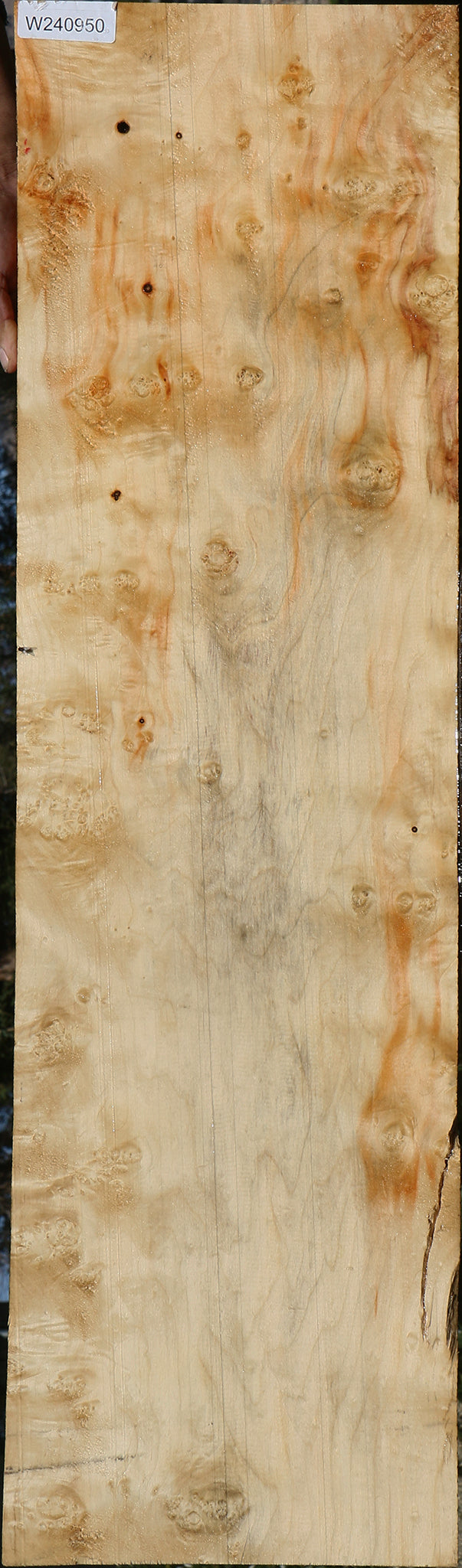 Extra Fancy Box Elder Lumber