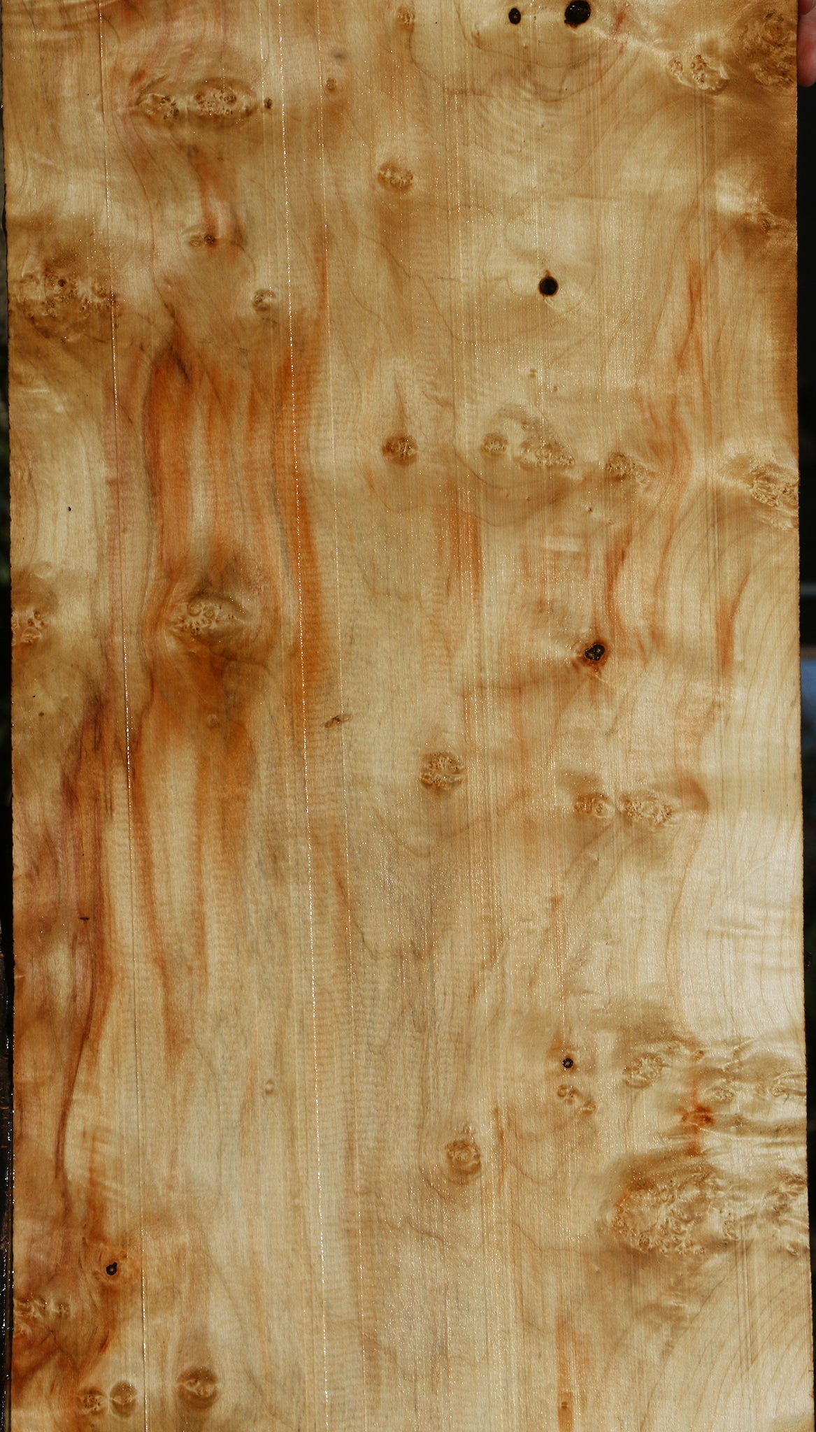 Extra Fancy Box Elder Lumber