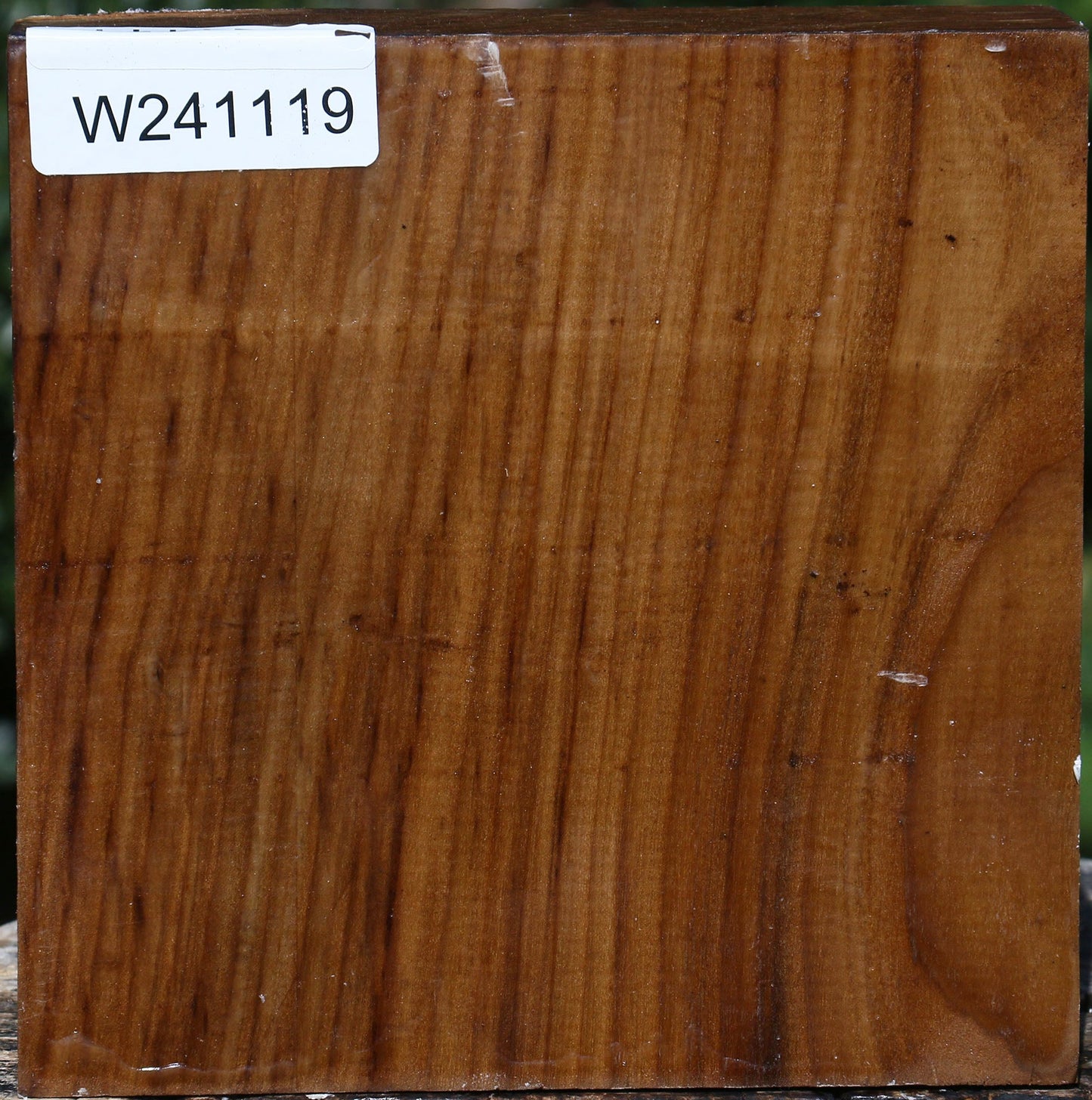 Russian Olive Bowl Blank