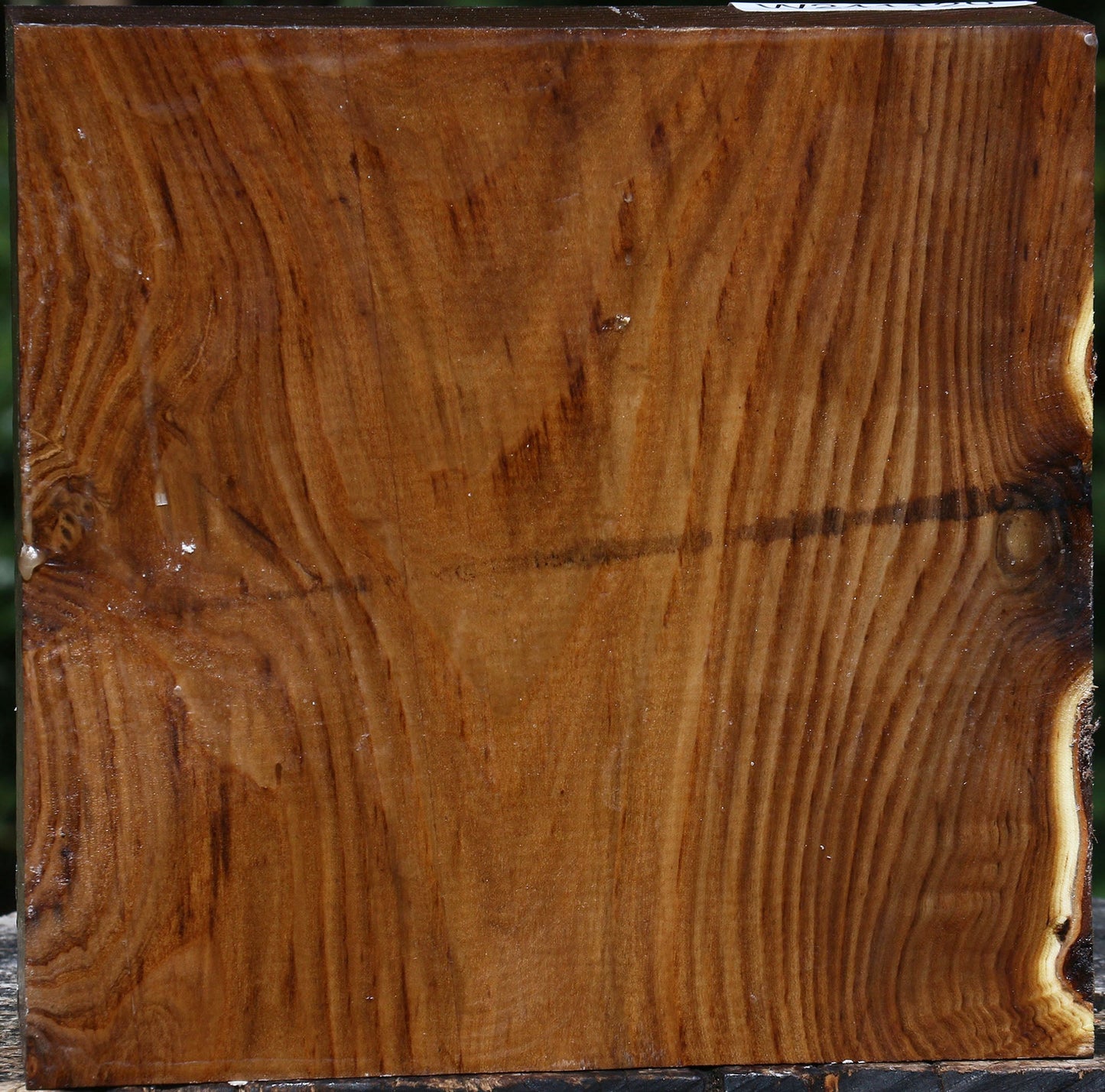 Russian Olive Bowl Blank