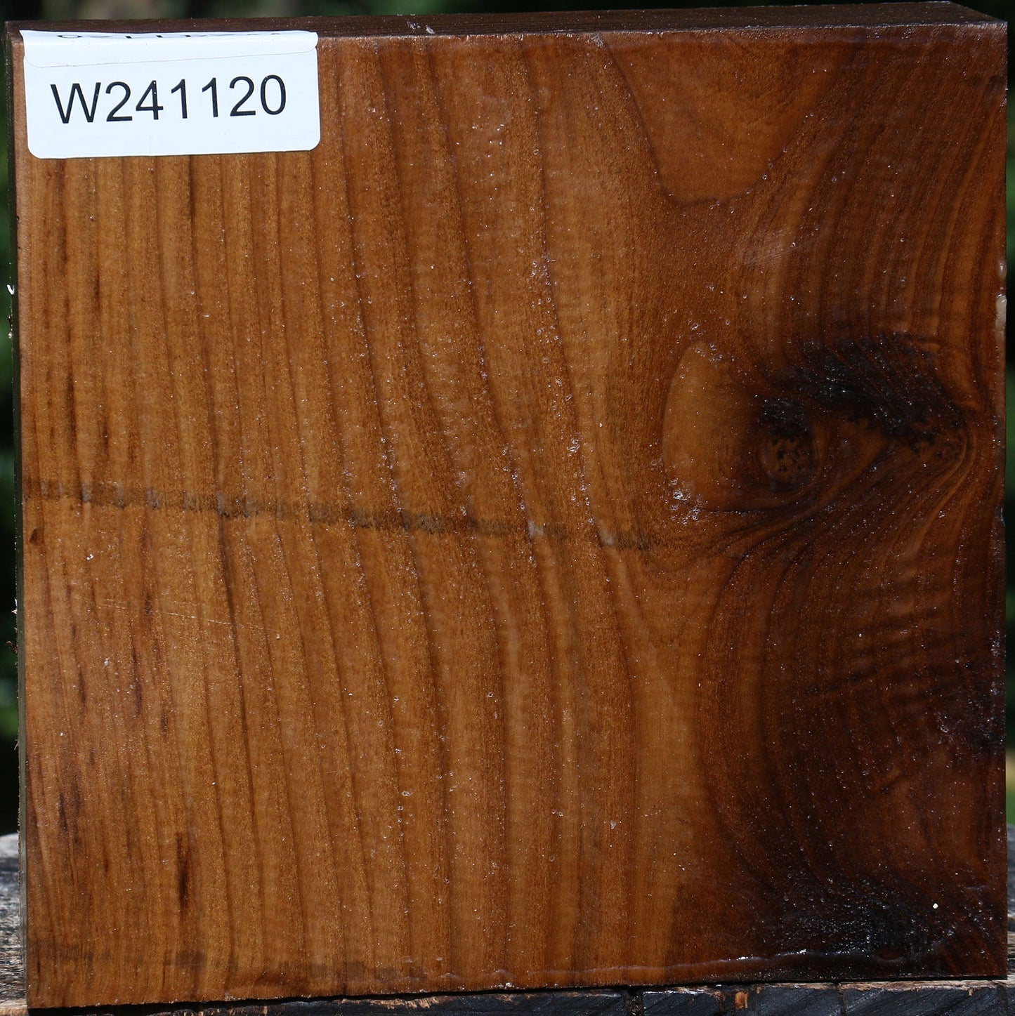 Russian Olive Bowl Blank