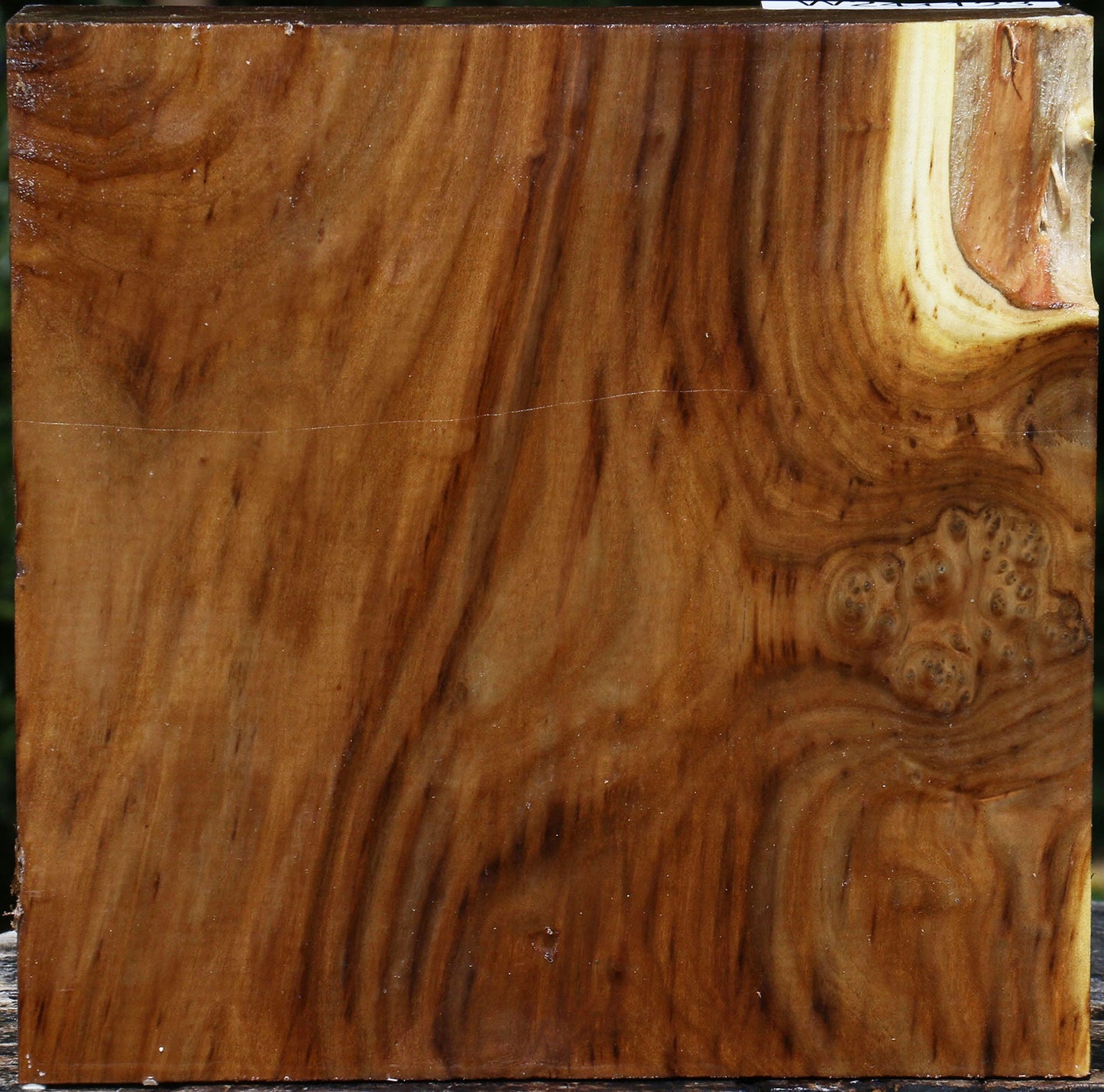 Figured Russian Olive Bowl Blank