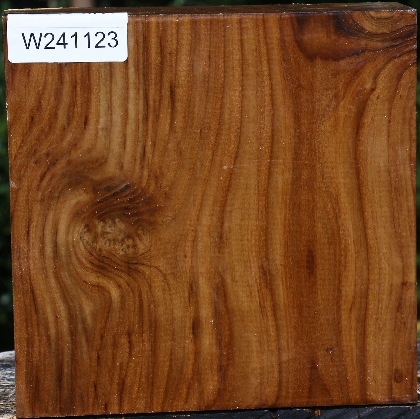 Figured Russian Olive Bowl Blank