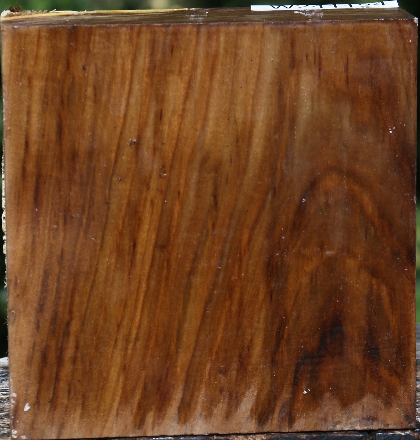 Russian Olive Bowl Blank