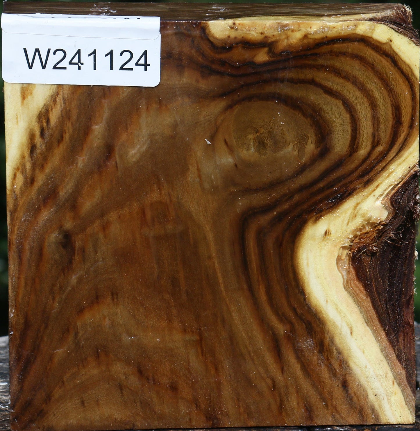 Russian Olive Bowl Blank