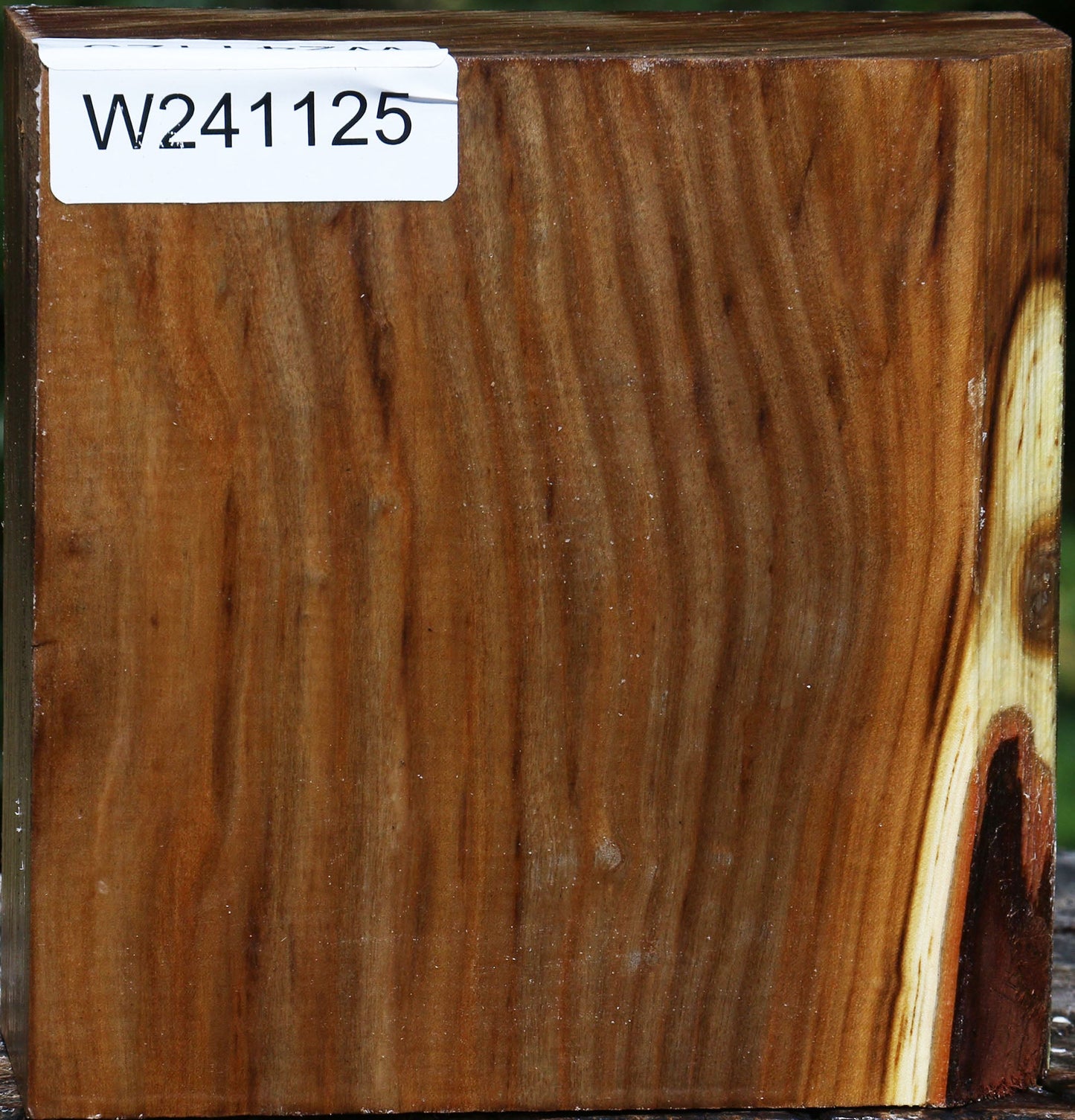 Russian Olive Bowl Blank