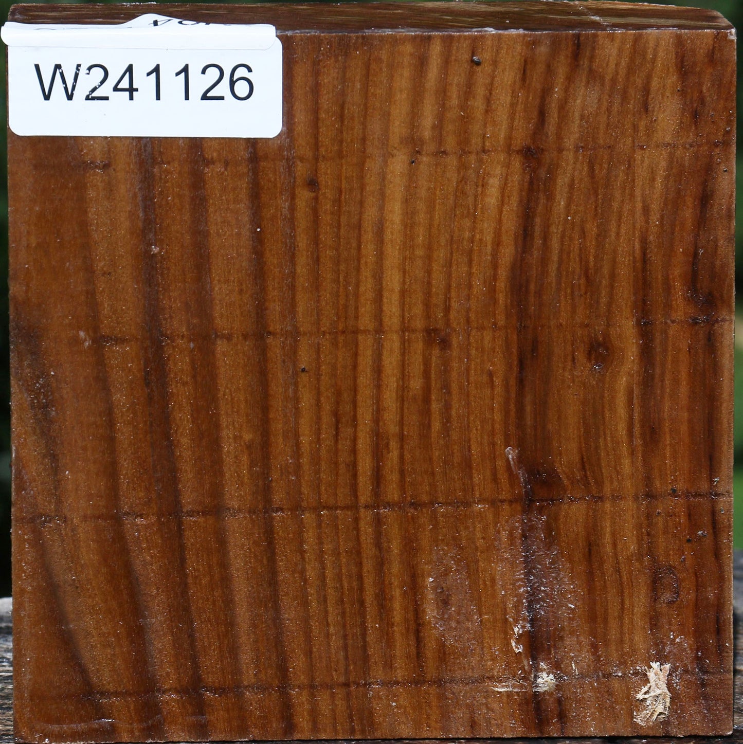 Russian Olive Bowl Blank