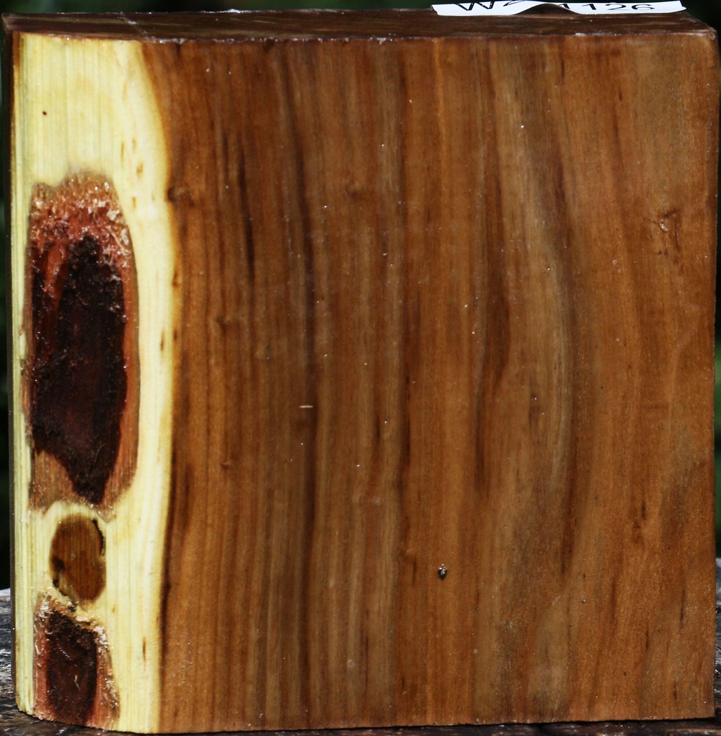 Russian Olive Bowl Blank