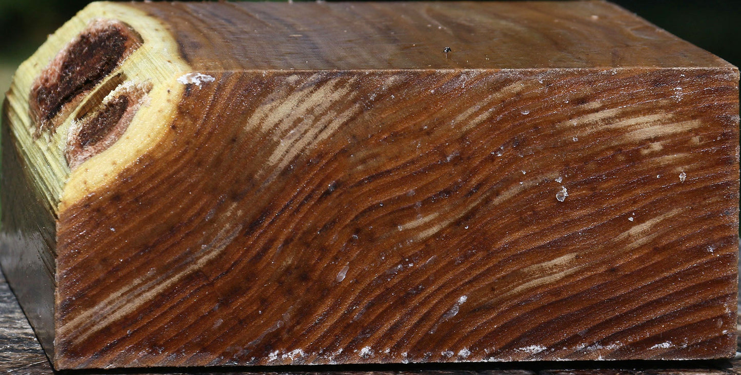 Russian Olive Bowl Blank