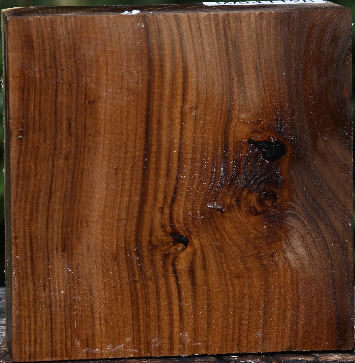 Russian Olive Bowl Blank