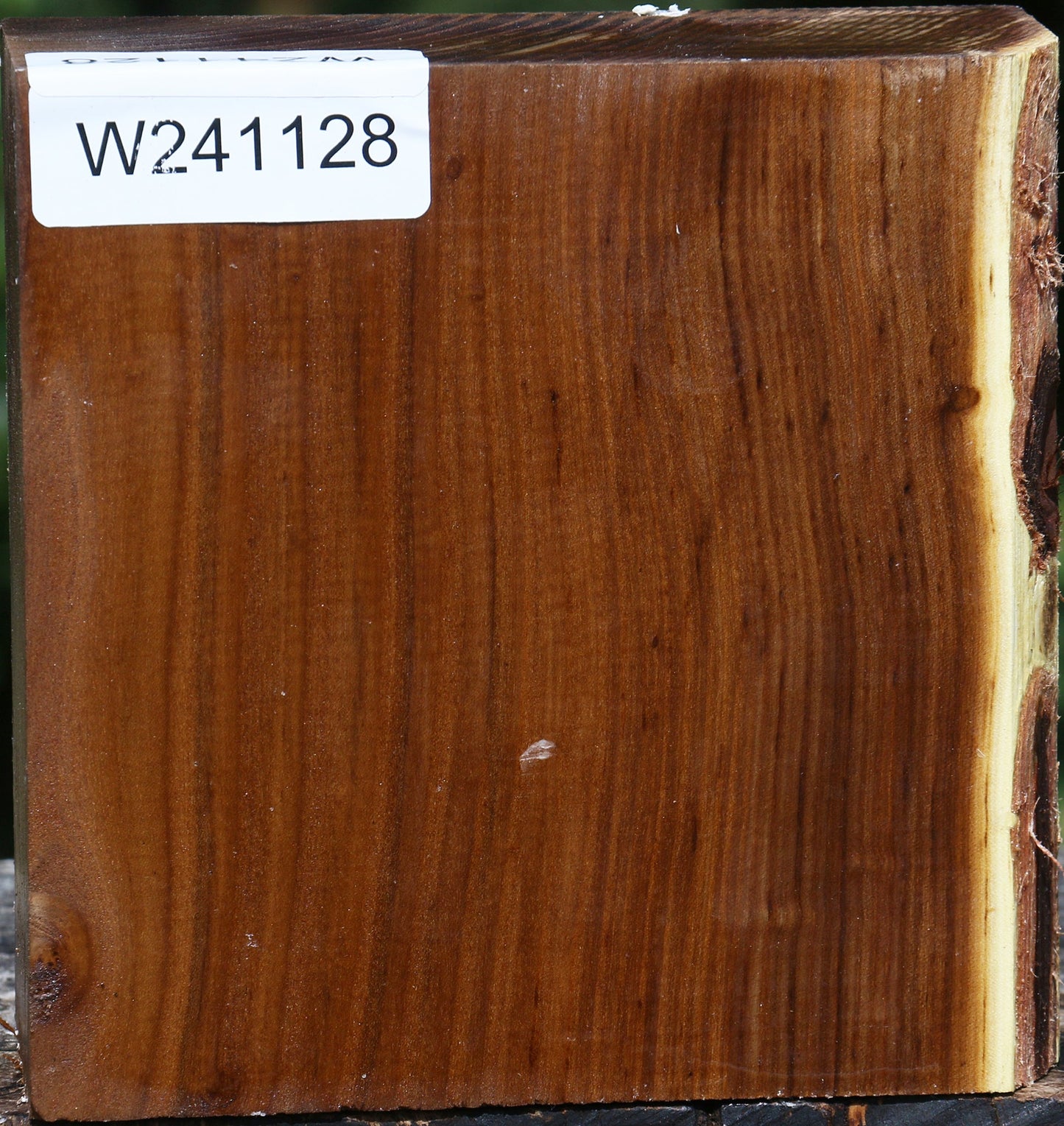 Russian Olive Bowl Blank