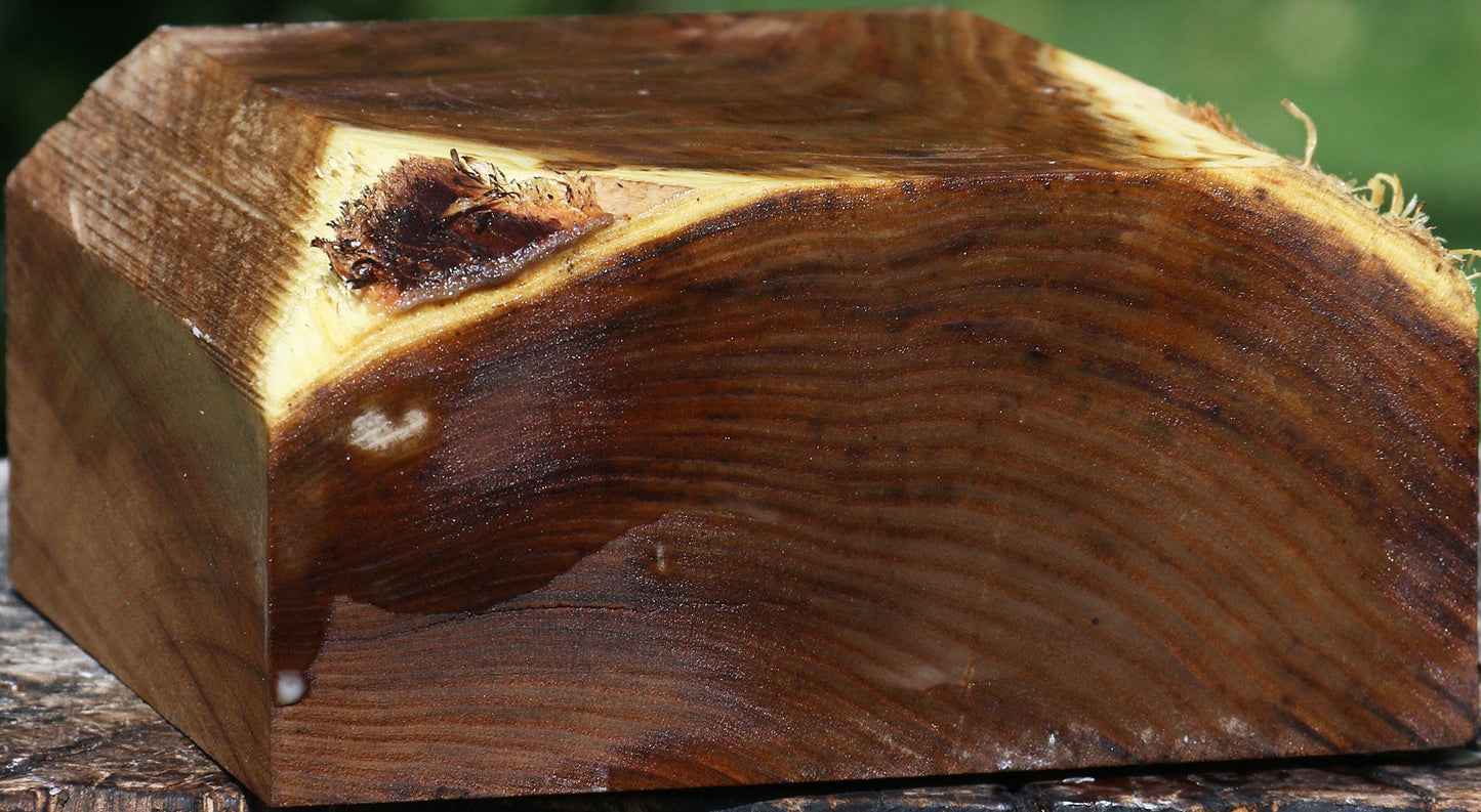 Russian Olive Bowl Blank