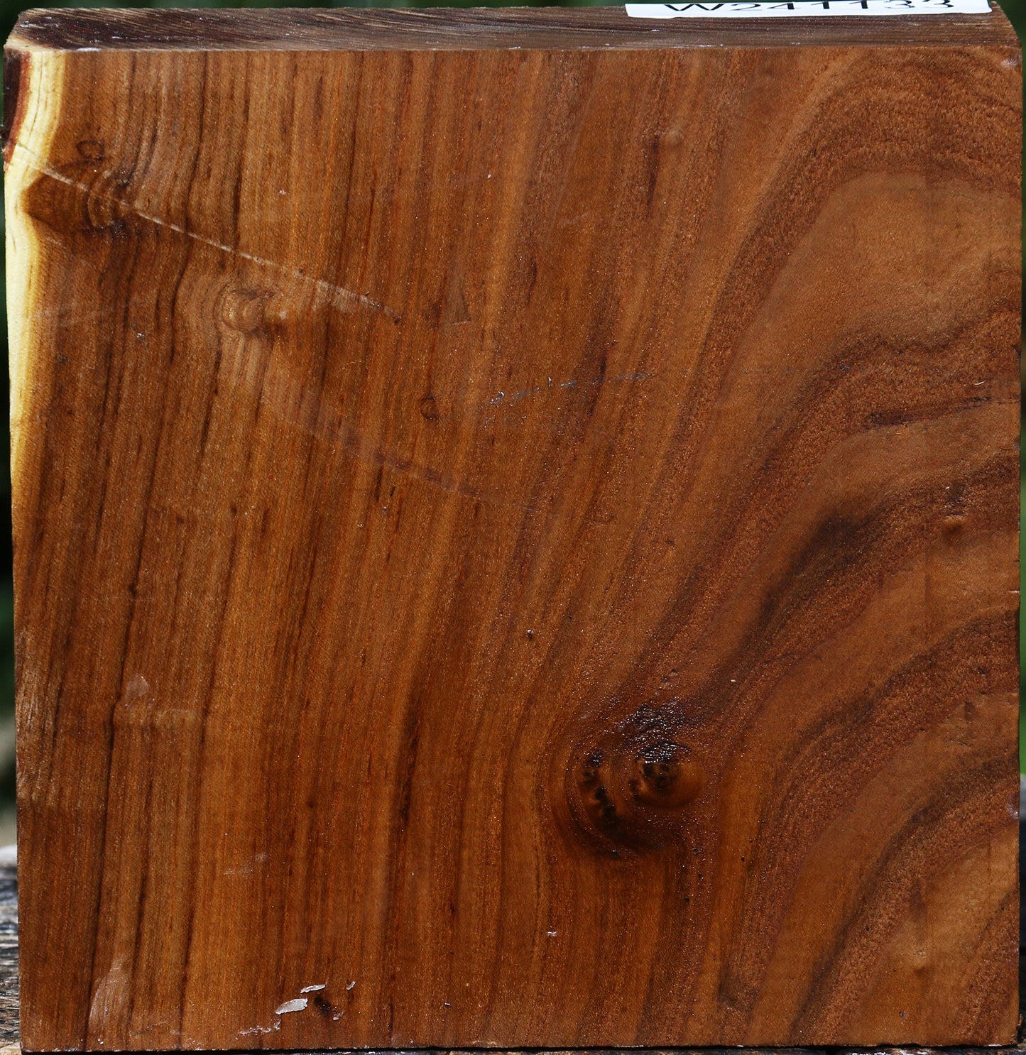 Russian Olive Bowl Blank