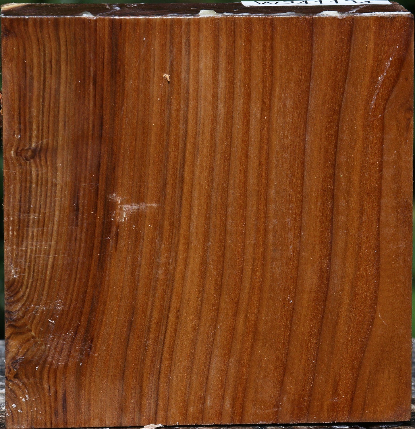 Russian Olive Bowl Blank