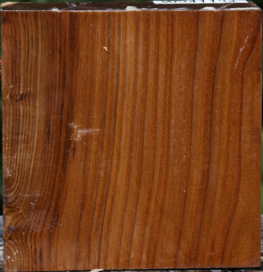 Russian Olive Bowl Blank