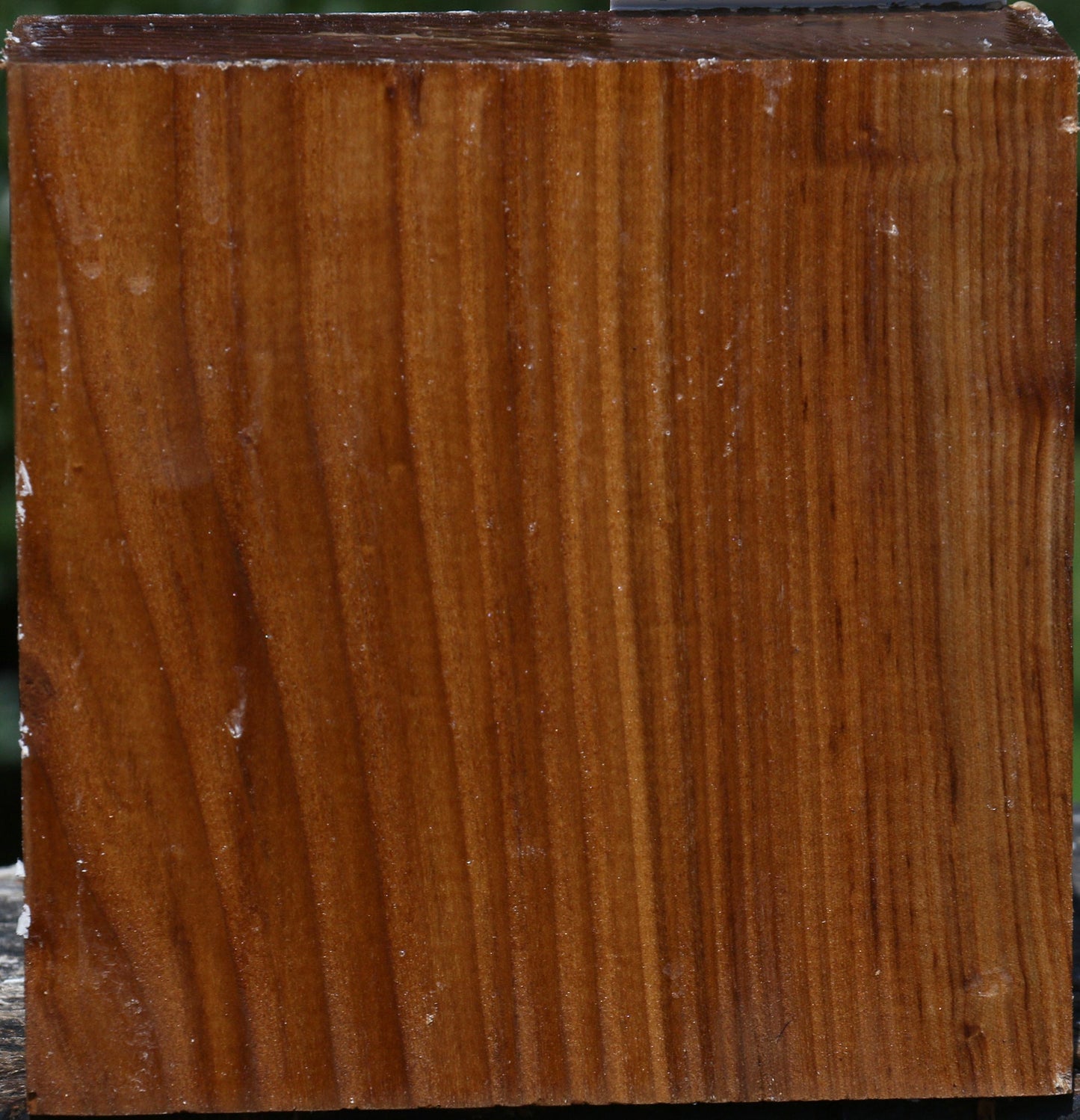 Russian Olive Bowl Blank