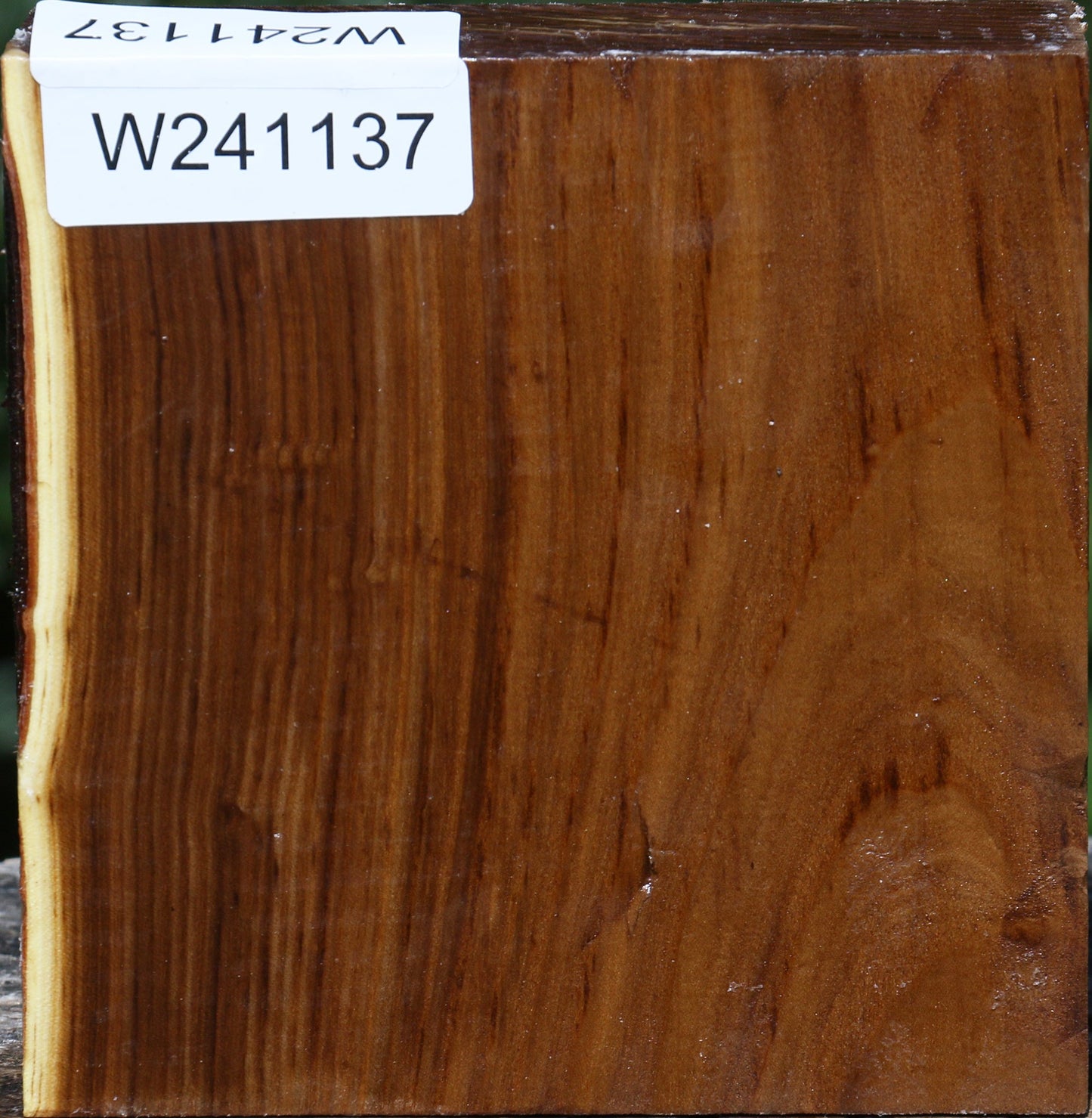 Russian Olive Bowl Blank