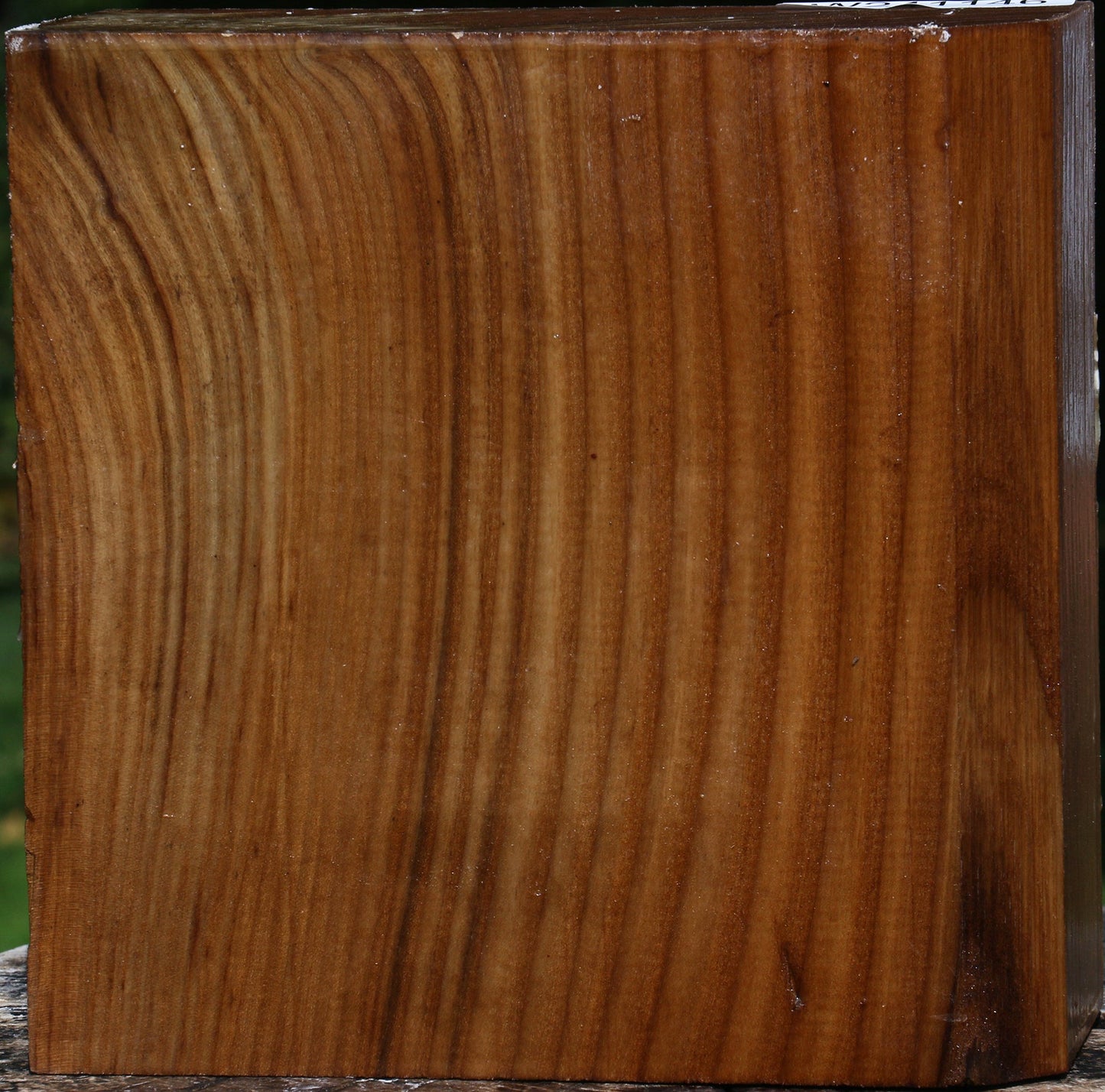 Russian Olive Bowl Blank