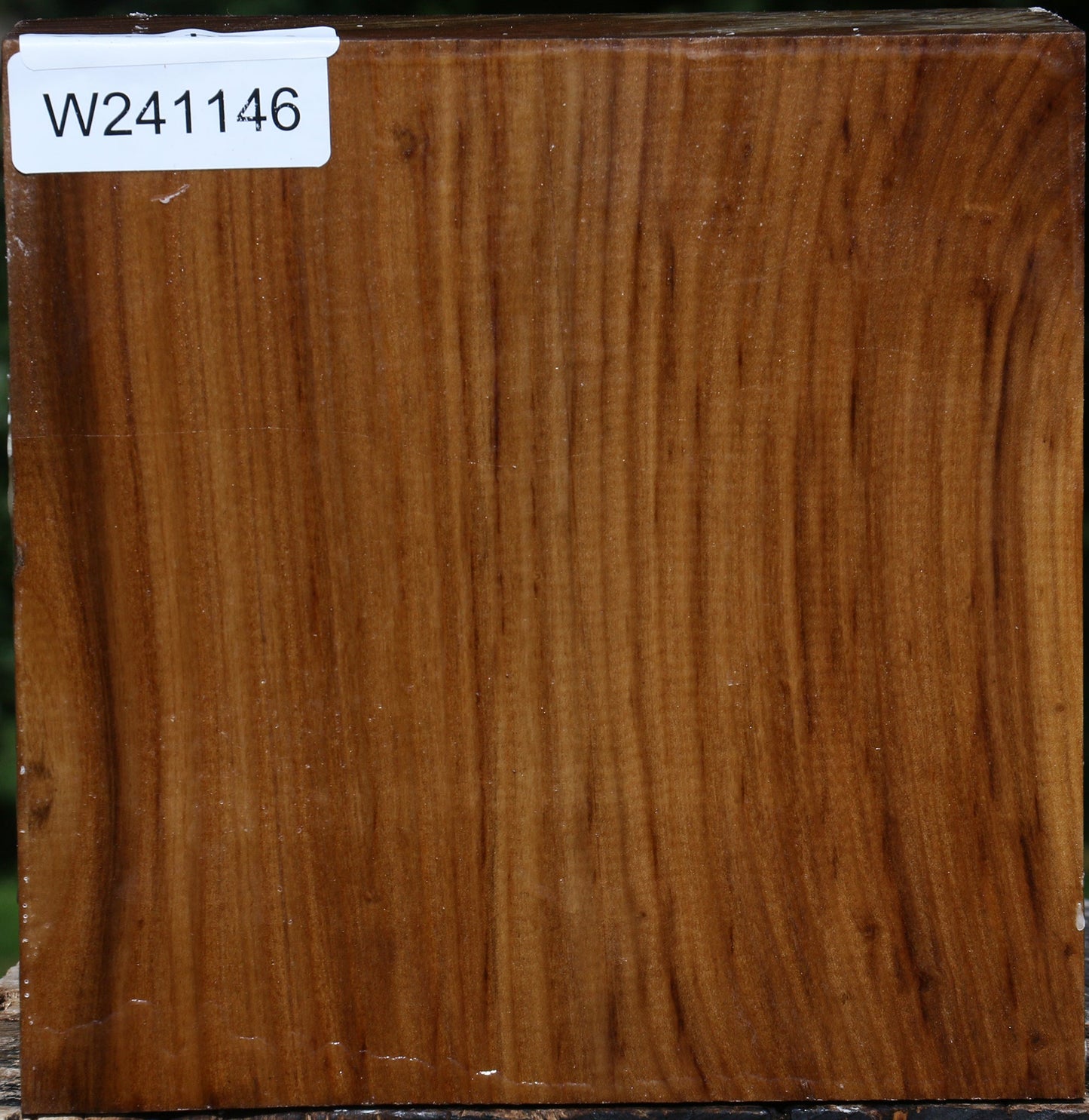 Russian Olive Bowl Blank