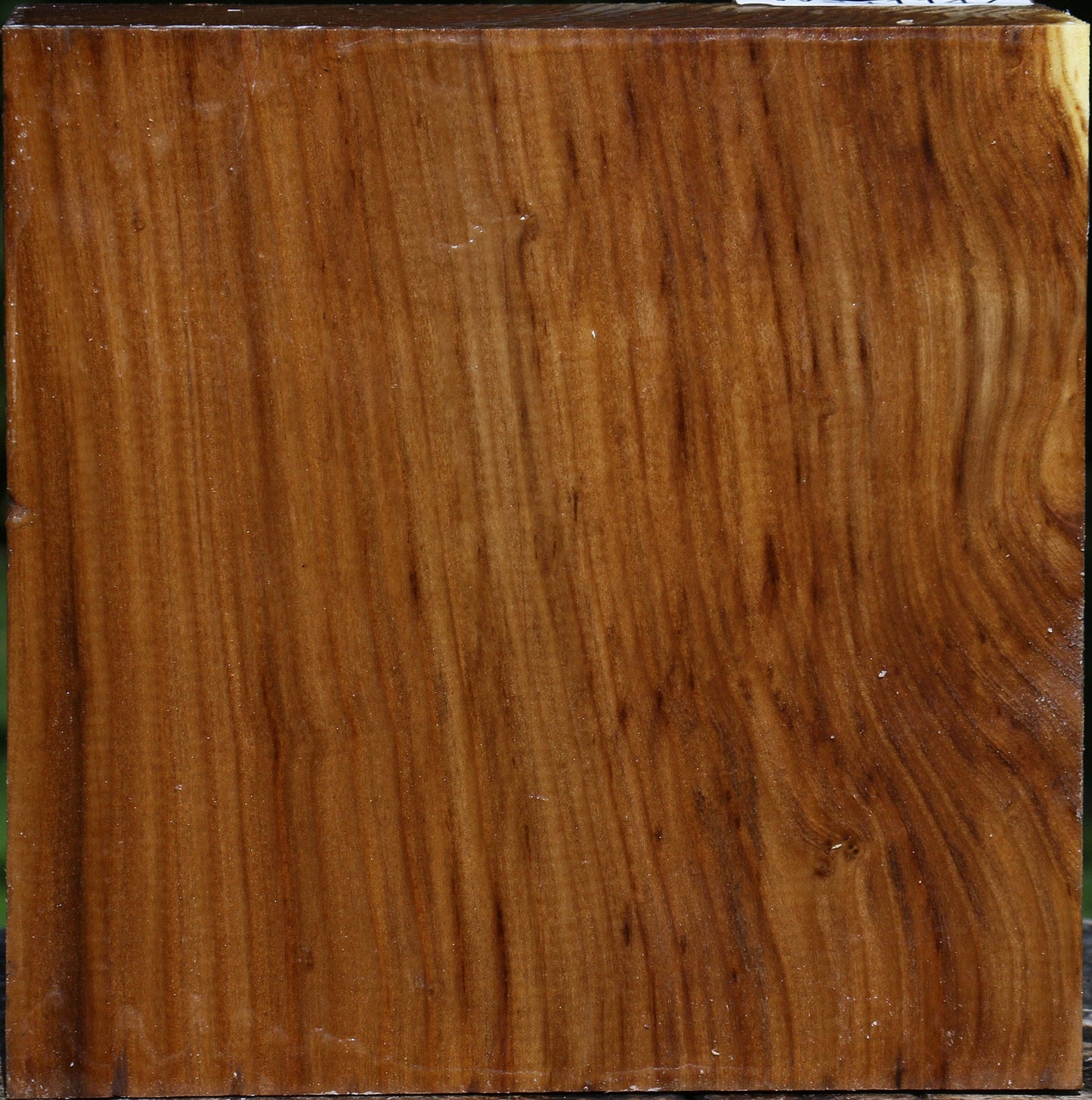 Russian Olive Bowl Blank