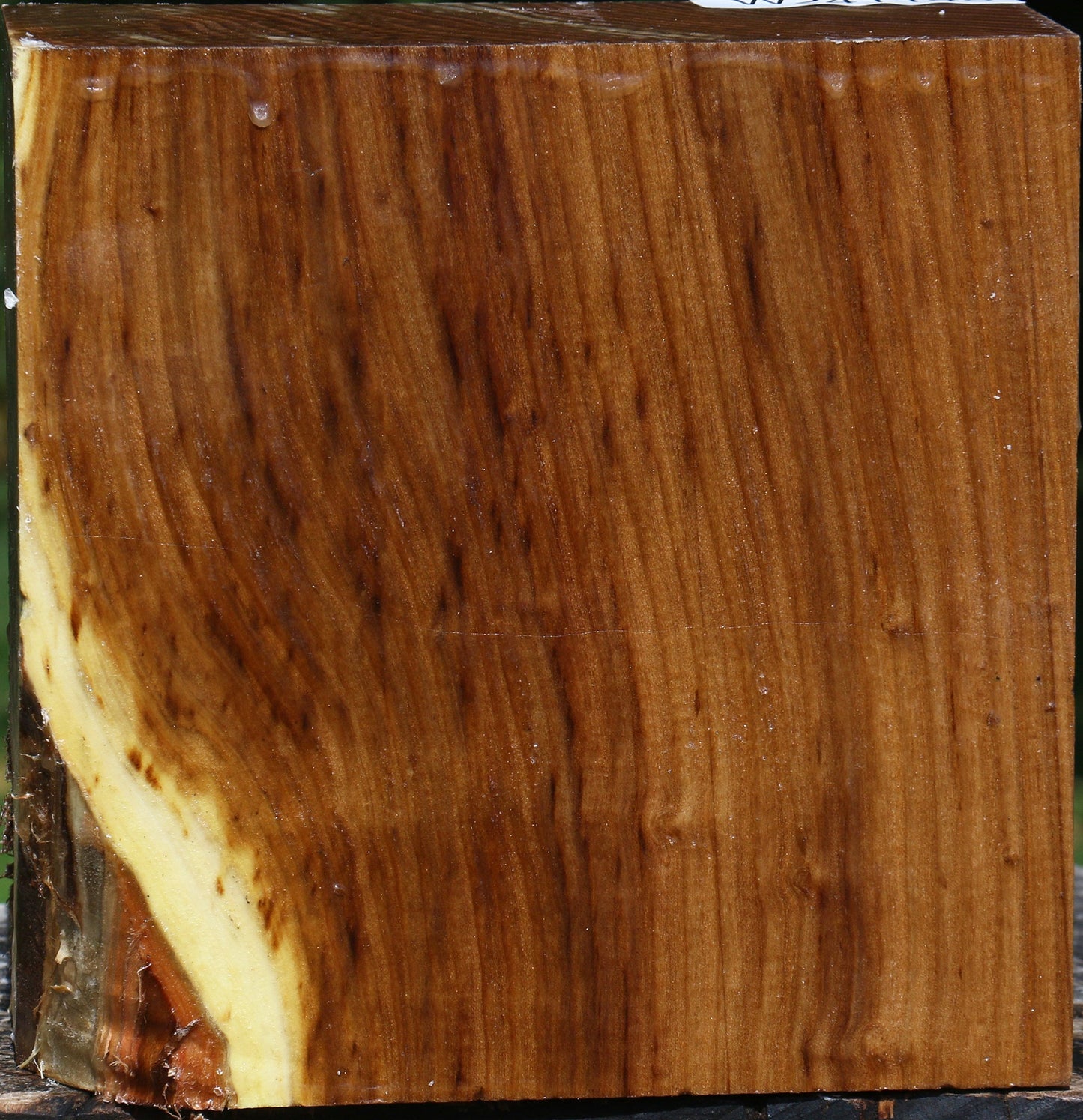 Russian Olive Bowl Blank