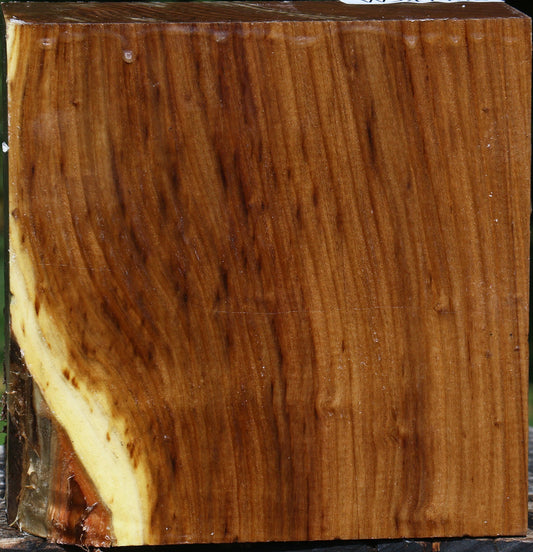 Russian Olive Bowl Blank