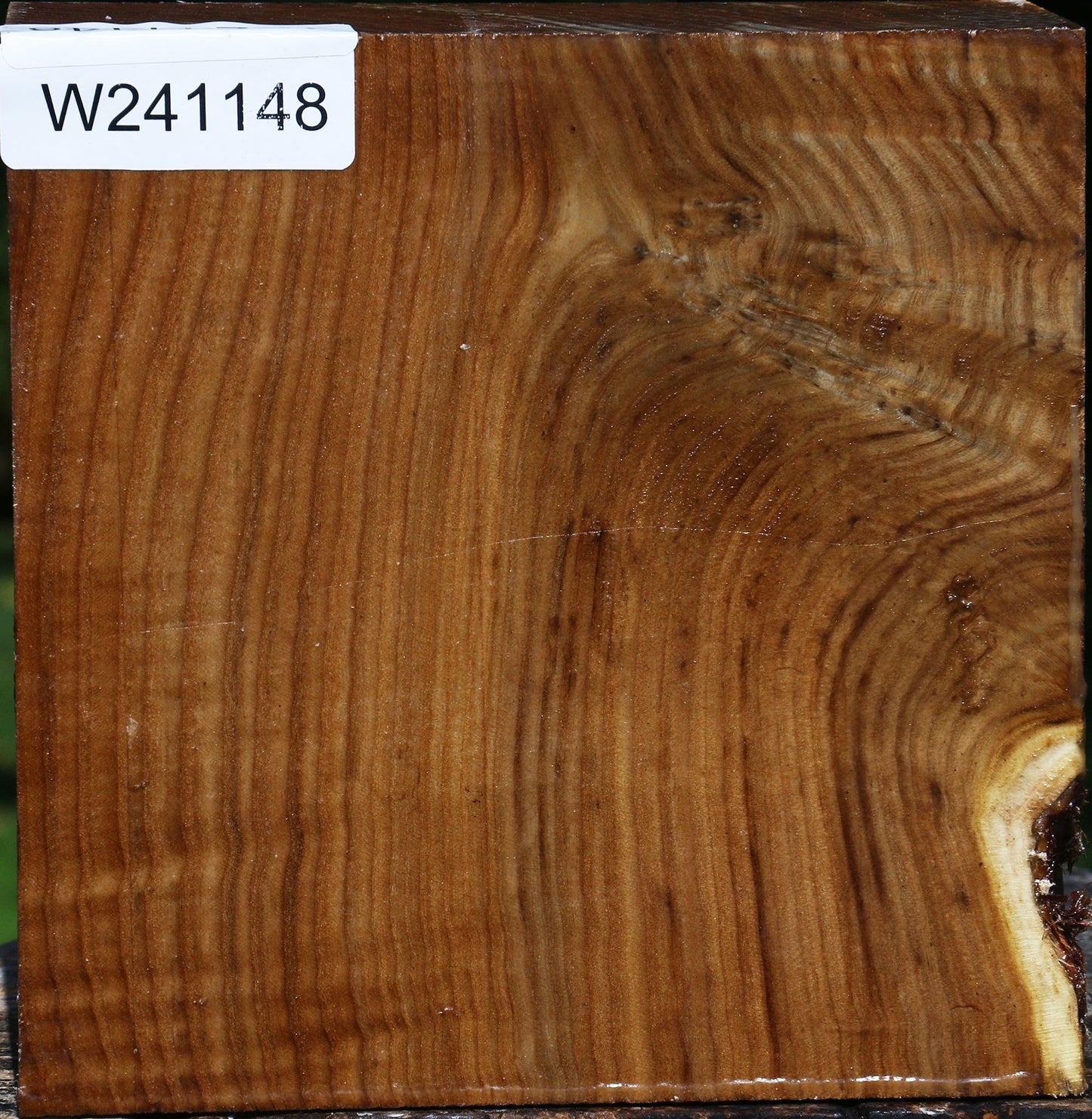 Russian Olive Bowl Blank