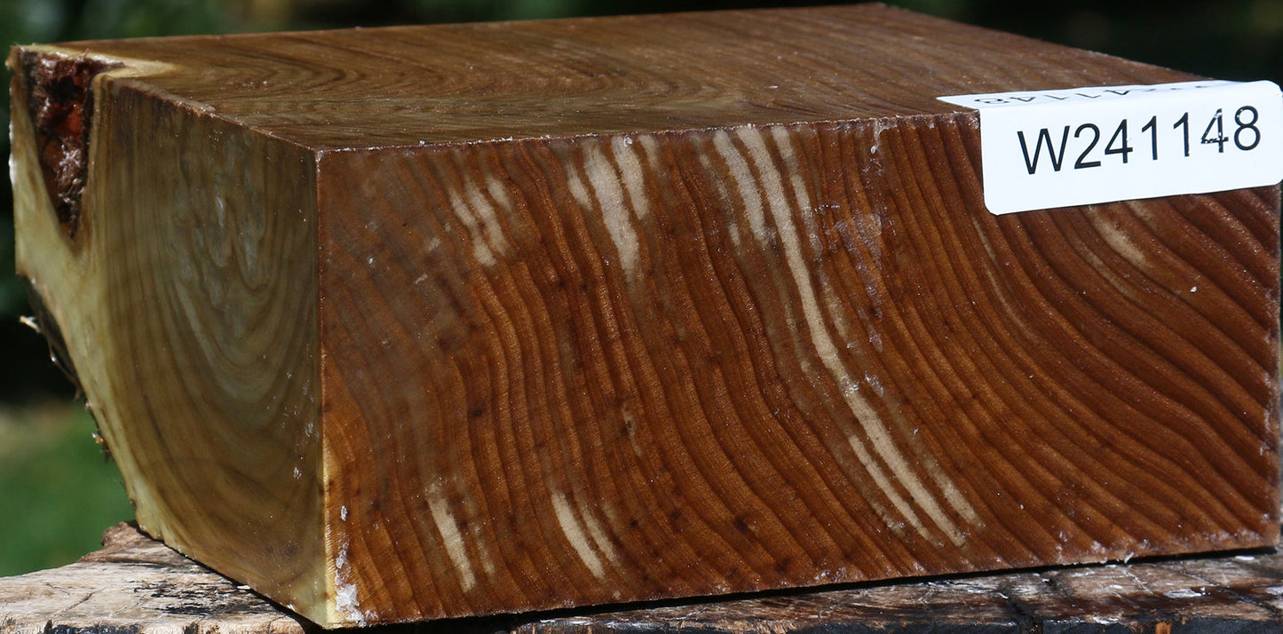 Russian Olive Bowl Blank