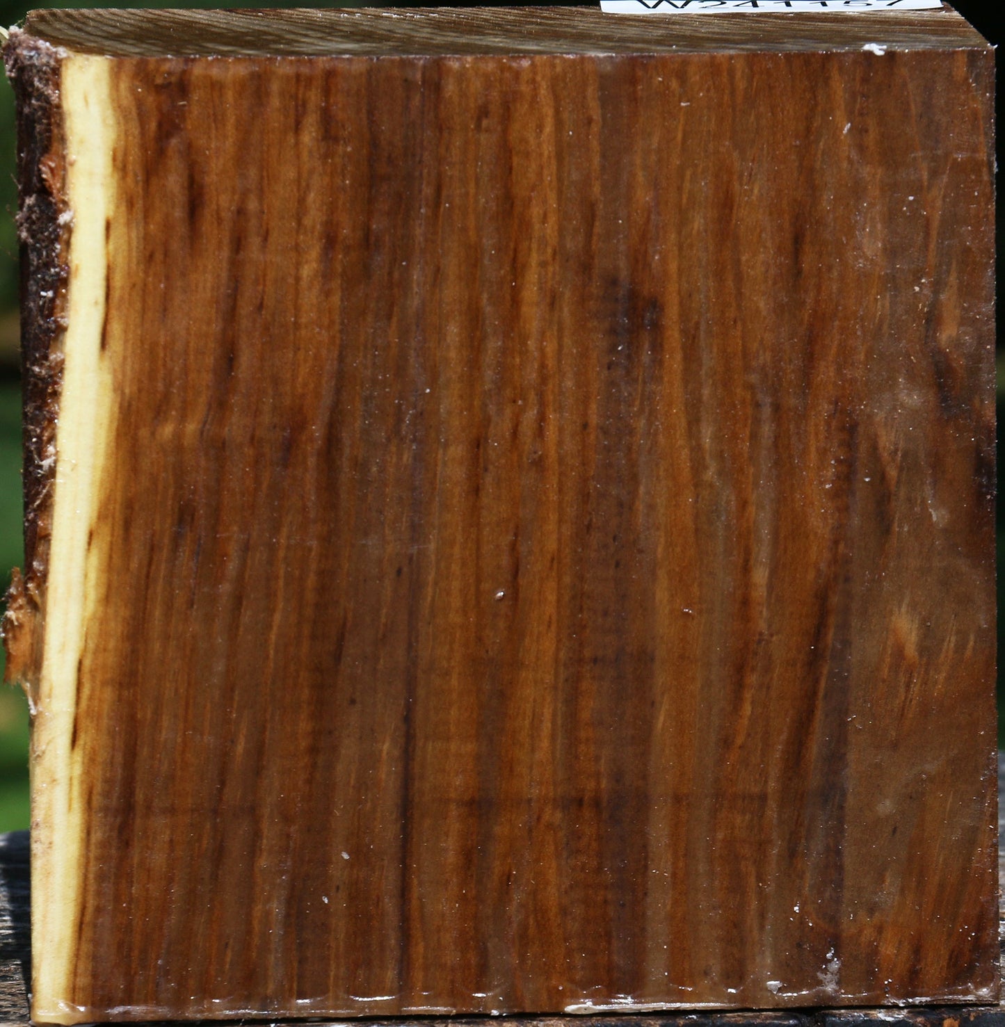 Russian Olive Bowl Blank