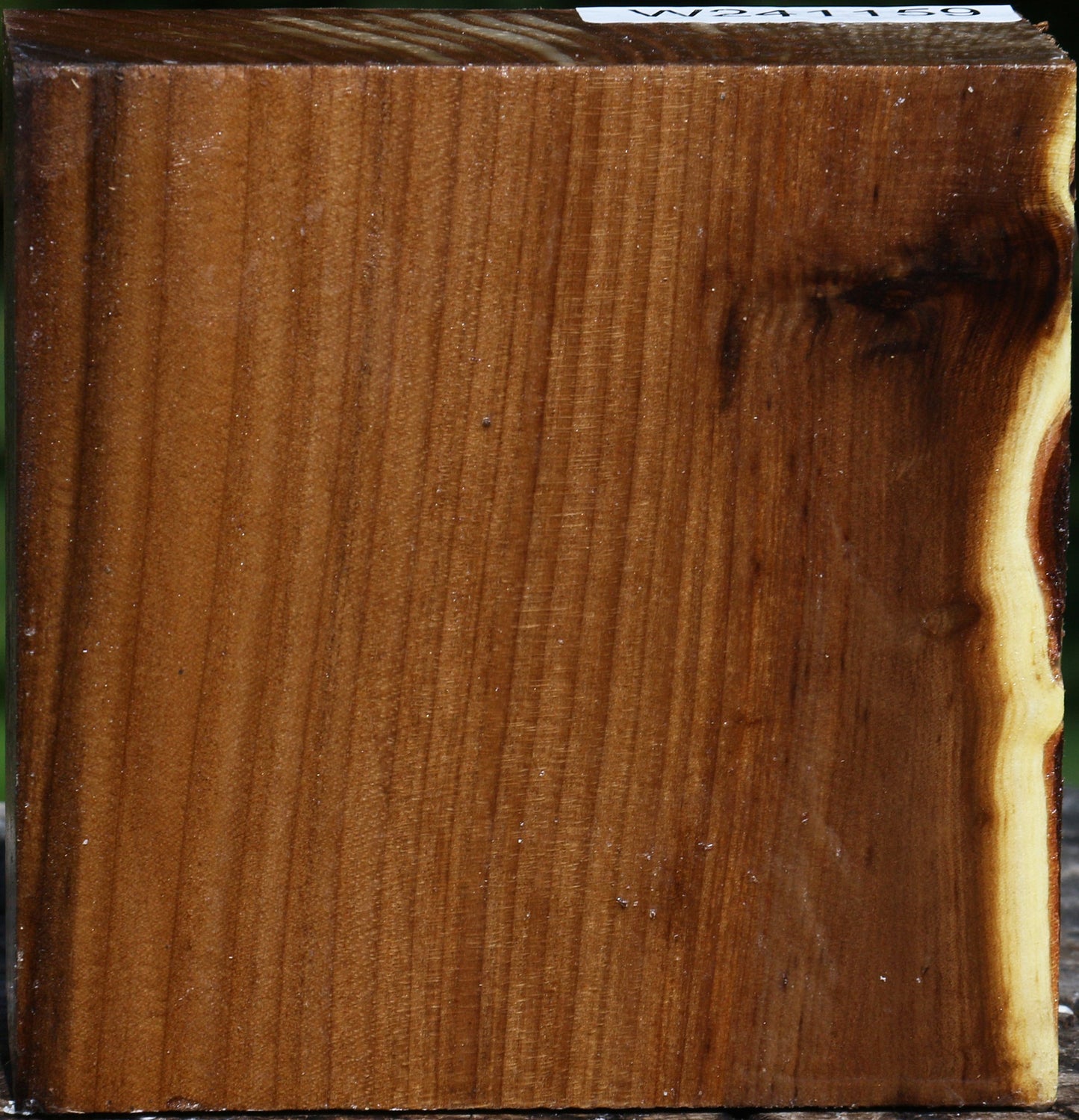 Russian Olive Bowl Blank