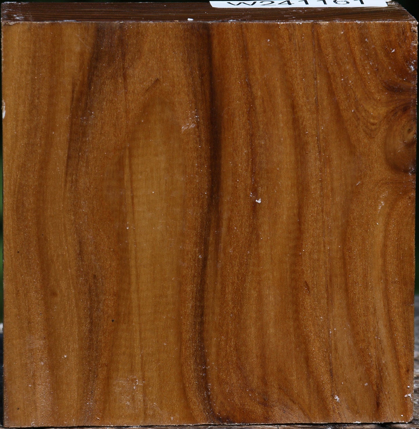 Russian Olive Bowl Blank