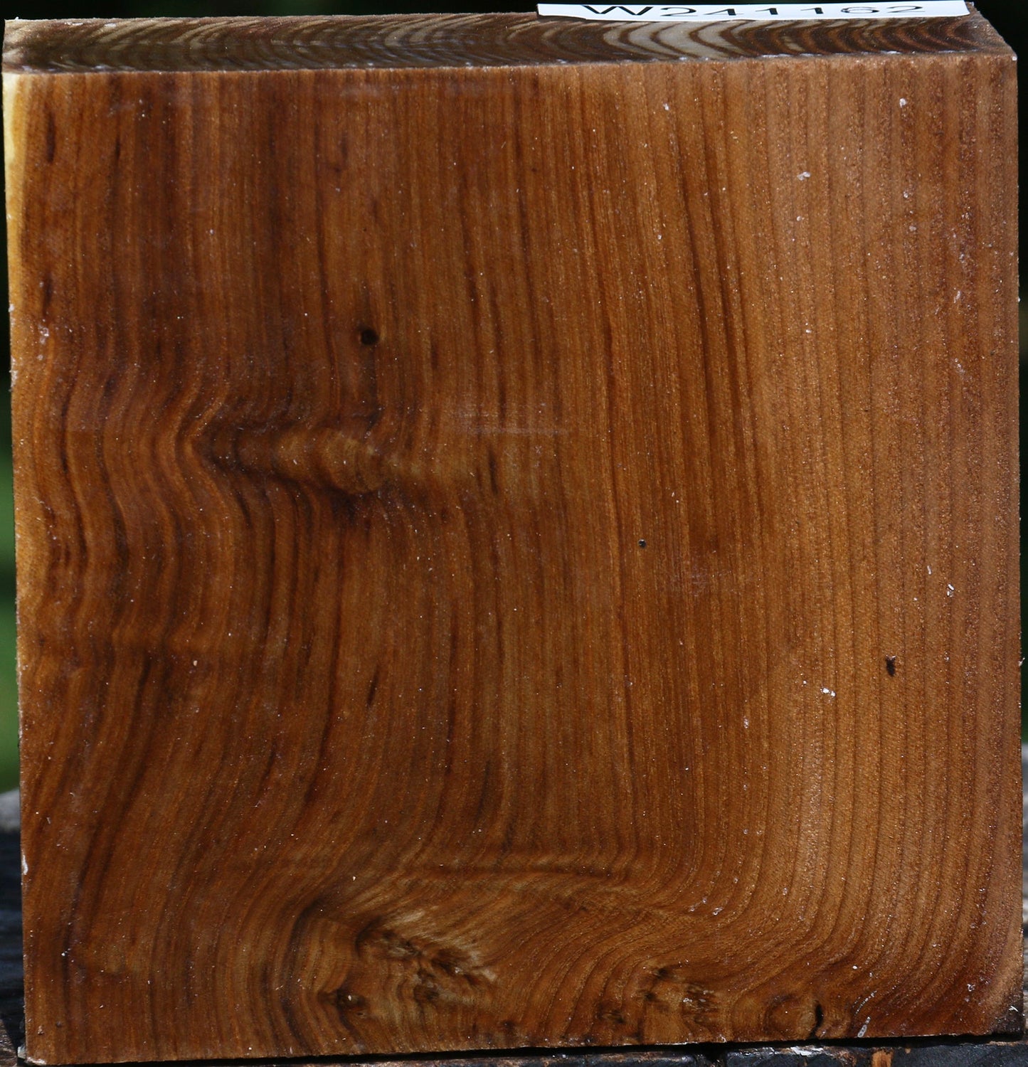 Russian Olive Bowl Blank