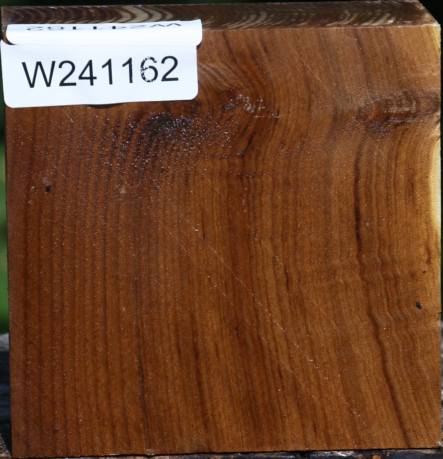 Russian Olive Bowl Blank