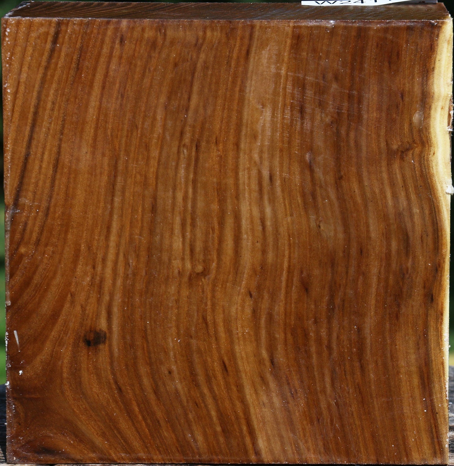 Russian Olive Bowl Blank