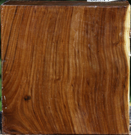 Russian Olive Bowl Blank