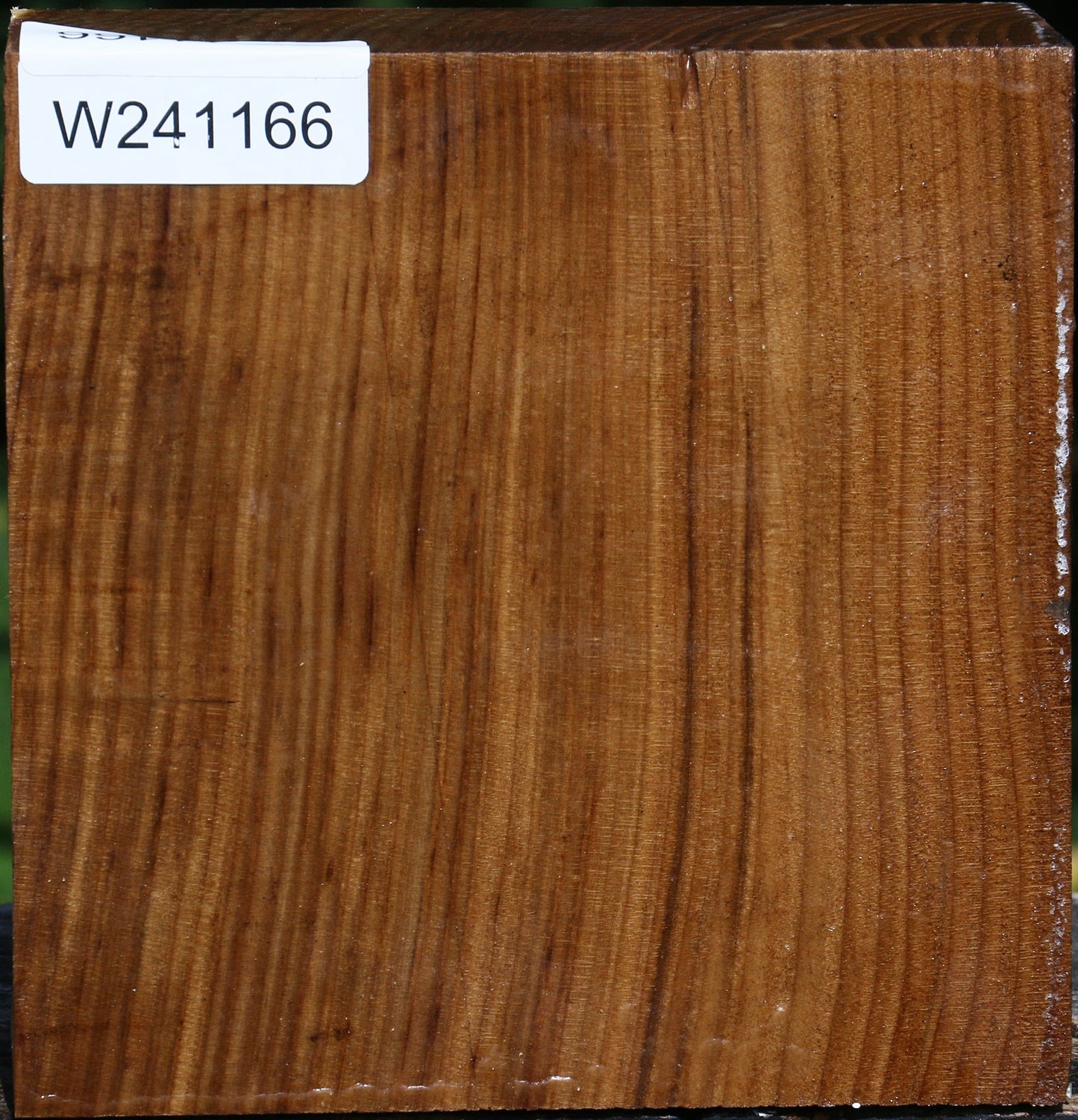 Russian Olive Bowl Blank