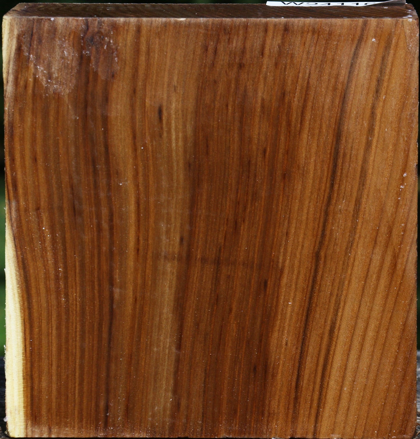 Russian Olive Bowl Blank