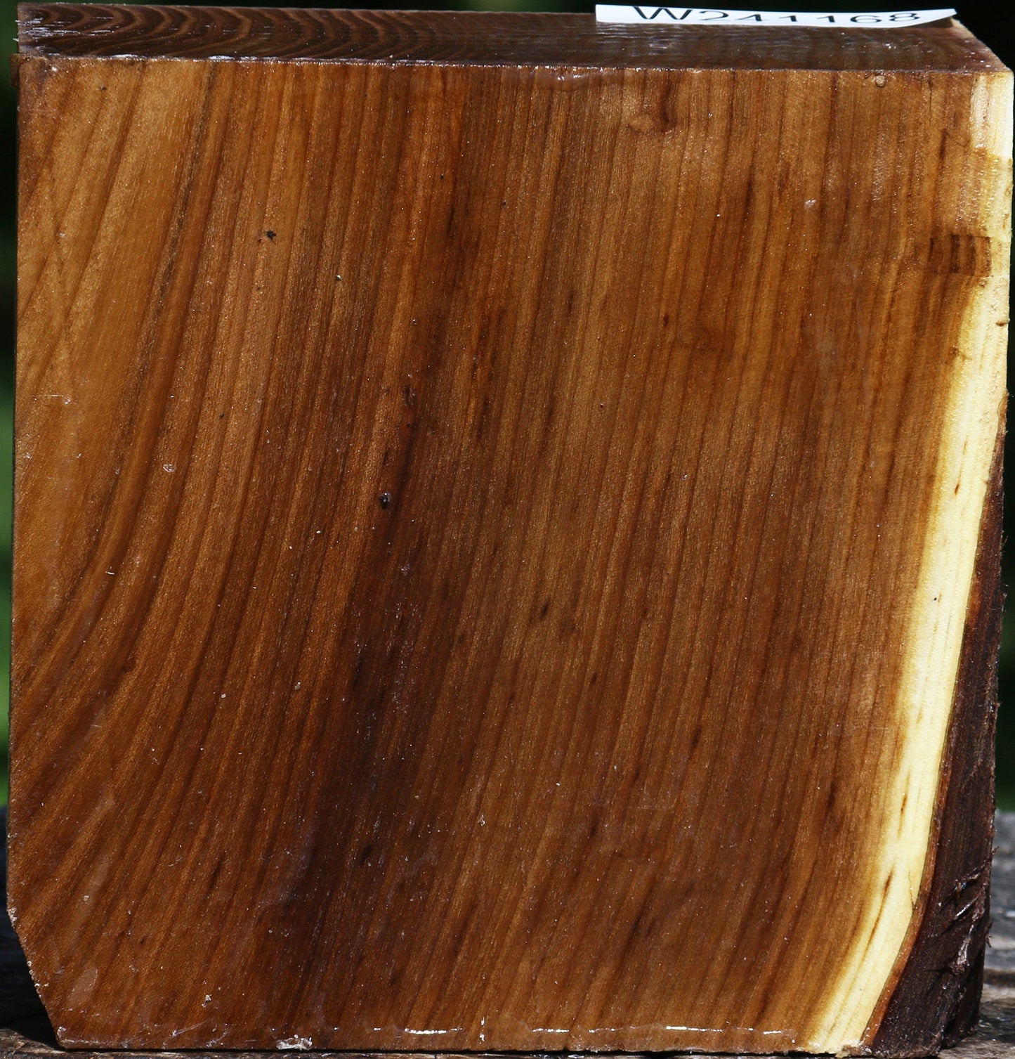 Russian Olive Bowl Blank